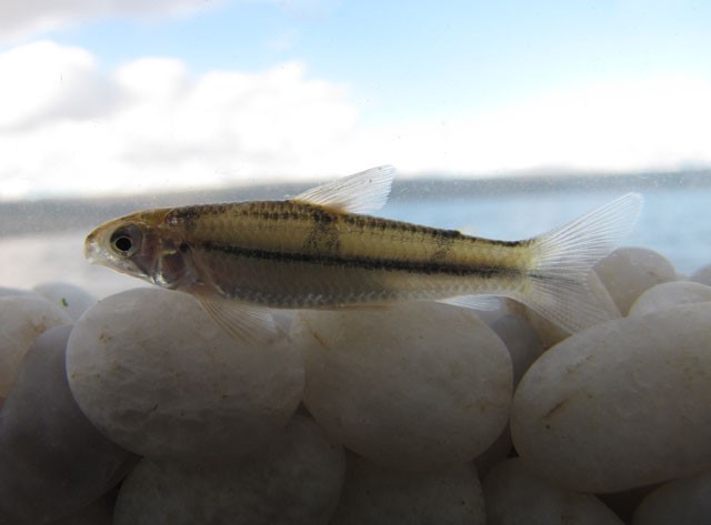 *Apareiodon sp.*, importante espécie bentopelágica das bacias dos rios Jaguaribe e Paraíba. Brazil, by Ramos, T.P.A. Fonte: <https://www.fishbase.se/summary/Apareiodon-davisi.html>